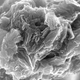 C-seal-F. Image: Kazan Federal University